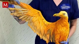 Extraña ave amarilla causa sensación en Inglaterra