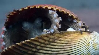 Secrets of the Octopus Saison 1 - Official Trailer (EN)