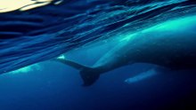 Magníficas Criaturas - Baleias Gigantes Deslizando Próximas à Superfície!