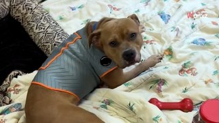 Ce chien refuse de quitter le refuge : ils doivent redoubler d'inventivité pour le convaincre (vidéo)