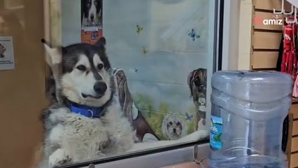 Abandonné car trop grand, ce chien ne comprend pas pourquoi « personne ne veut de lui »