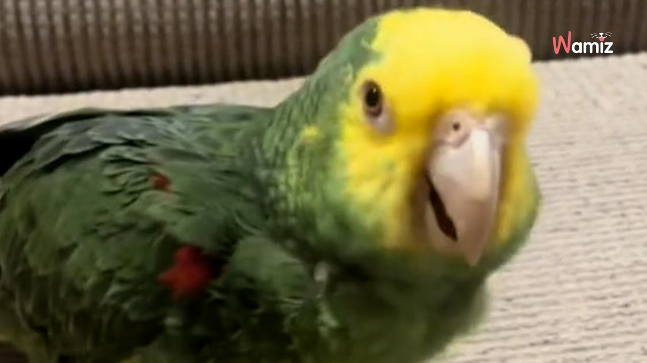 Il est réveillé en fanfare à 3H du matin : 2,2M de personnes ont du mal à en croire leurs oreilles (vidéo)