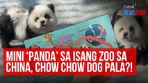 Mini 'panda' sa isang zoo sa China, chow chow dog pala?! | GMA Integrated Newsfeed