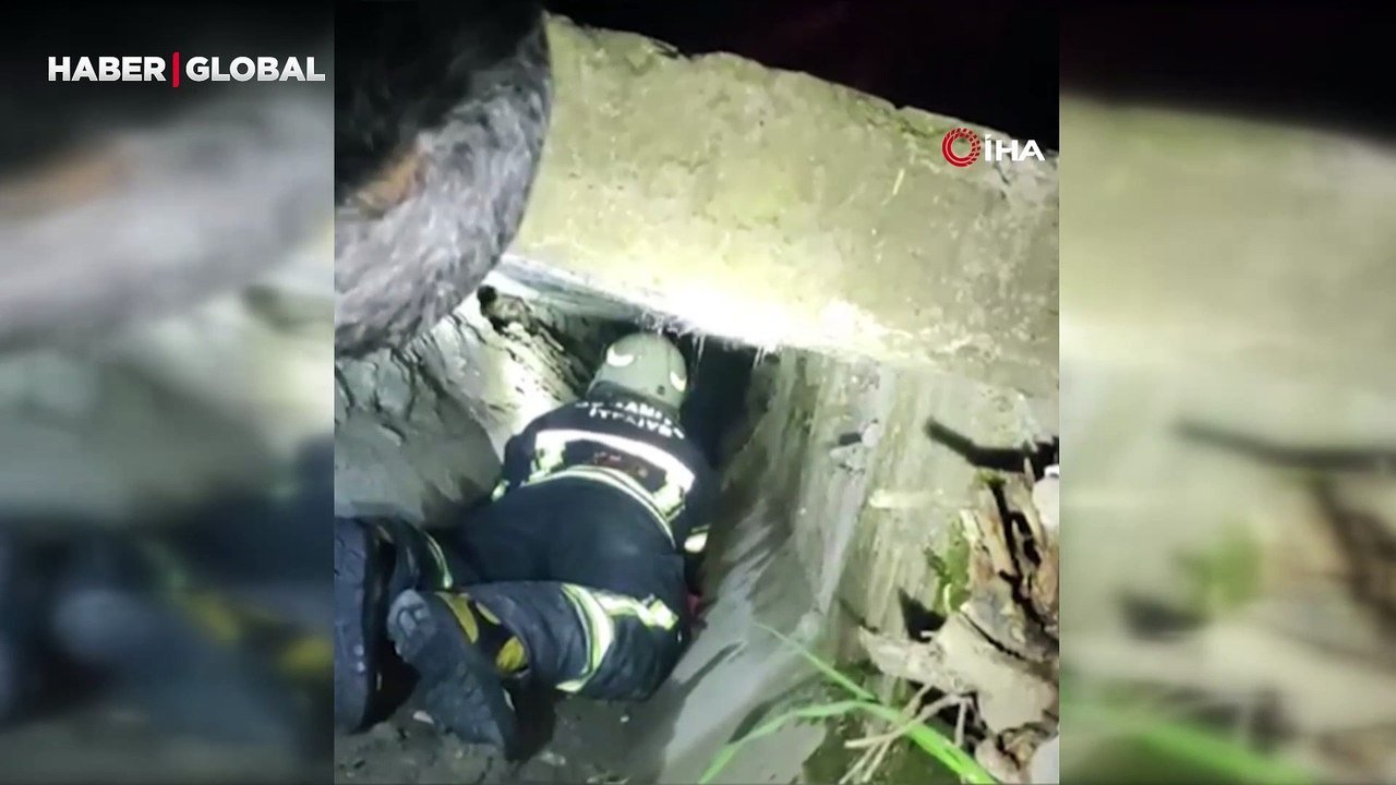 Sulama kanalının altında doğum yapan köpek ve yavrularının kurtarılma anları duygulandırdı