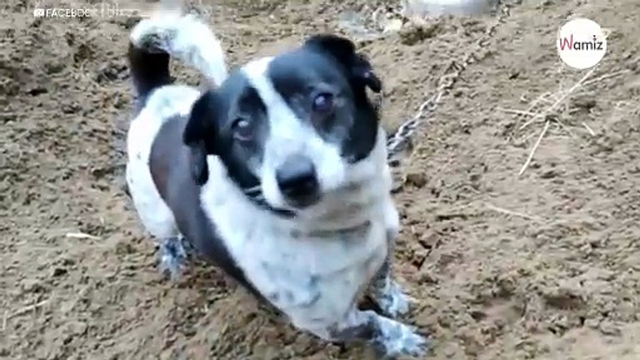 Hund war 11 Jahre lang angekettet: Jetzt kann er sein Glück kaum glauben (Video)