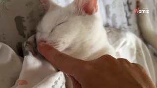Pour prévenir son chaton sourd qu'elle est revenue à la maison, elle a une technique attendrissante (vidéo)