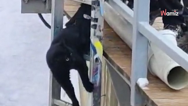 Katze sitzt an eiskaltem Fluss fest: Mit dieser Wendung rechnet keiner!