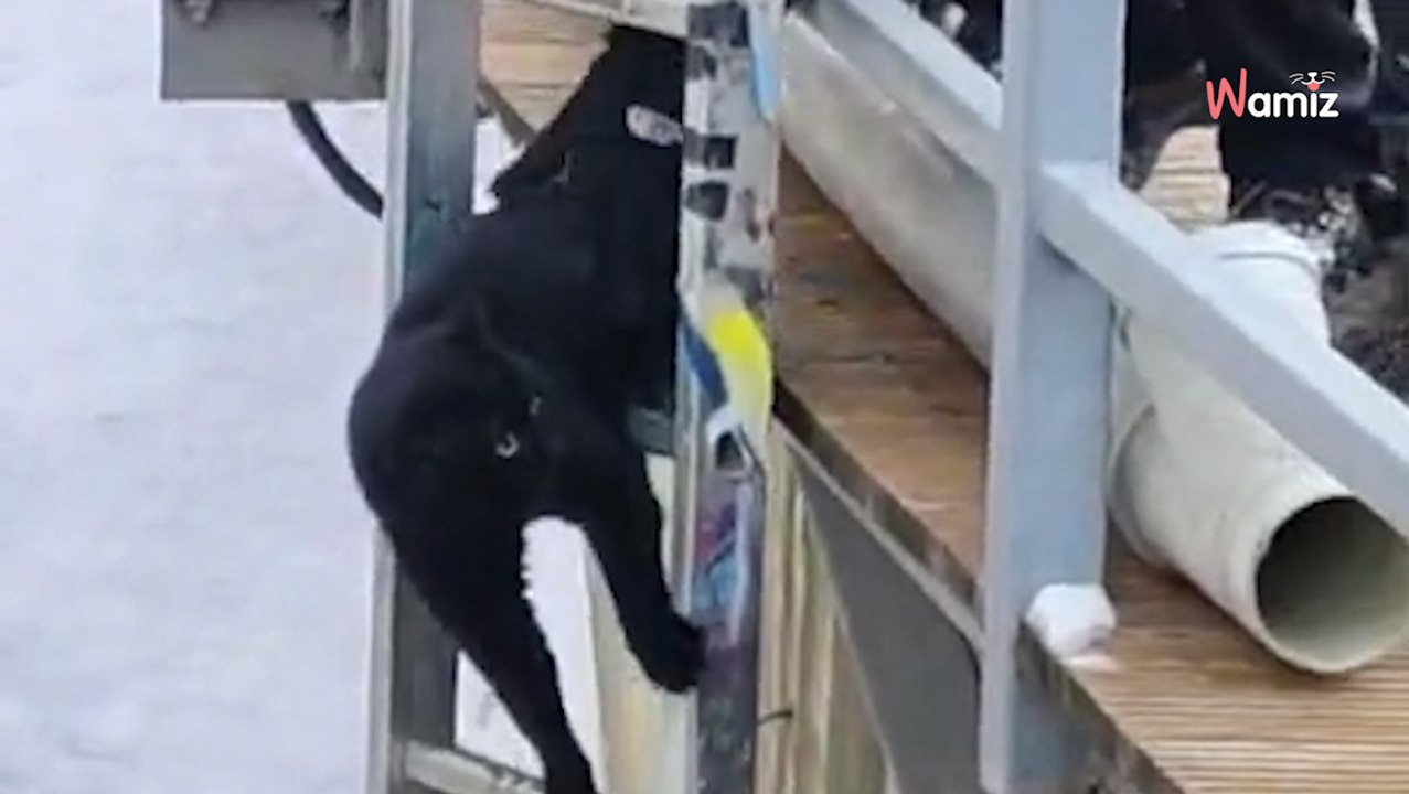 Katze sitzt an eiskaltem Fluss fest: Mit dieser Wendung rechnet keiner!