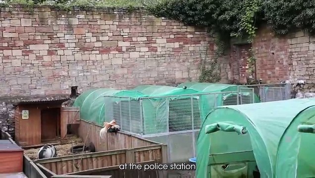 Mansfield Wildlife Rescue thank police for support