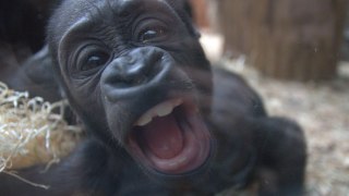 Baby gorilla teases zoo-goers by pulling funny faces