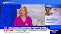 Comment lutter contre les abandons d'animaux pendant les vacances? BFMTV répond à vos questions