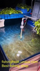 Fish Tales: Short, Sweet, and Totally Viral! (fishing shorts)