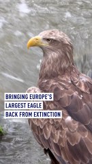Europe's Largest Eagle Makes a Comeback in France 🦅