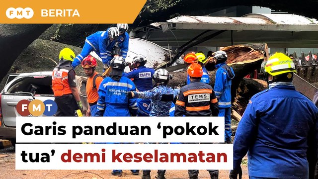 Perlu ada garis panduan penjagaan ‘pokok tua’ demi keselamatan, kata menteri