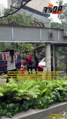 RODA PANAS NEWS: POKOK BESAR TUMBANG DI JALAN SULTAN ISMAIL