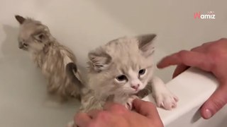 Kittens have their first bath; their reaction leaves everyone speechless (video)