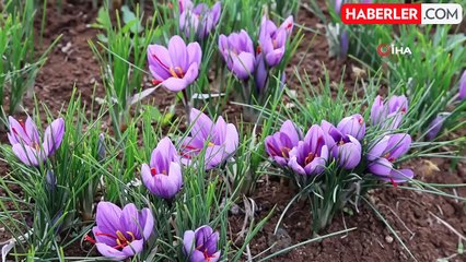 Dünyanın en pahalı baharatını ekti, kilosunu 200 bin liradan satıyor