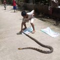 The pythons caught by residents are used as toys for children and adults. The pythons have been paralyzed and become tame so they are not dangerous for children.