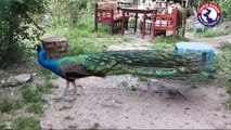 Hevsel Bahçeleri'nde Sultan kuşu - Tigris Haber