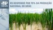 Danos no Rio Grande do Sul podem gerar perdas de até 11% na produção de arroz