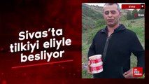 Sivas'ta tilkiyi eliyle besliyor