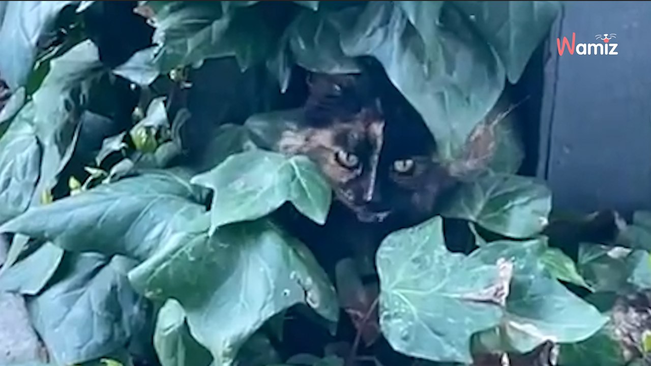 Video. Dà da mangiare a un gatto randagio: il suo comportamento nei confronti del cibo la allerta