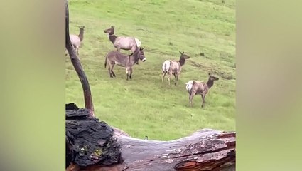 Herd of wild elk adopt donkey in California