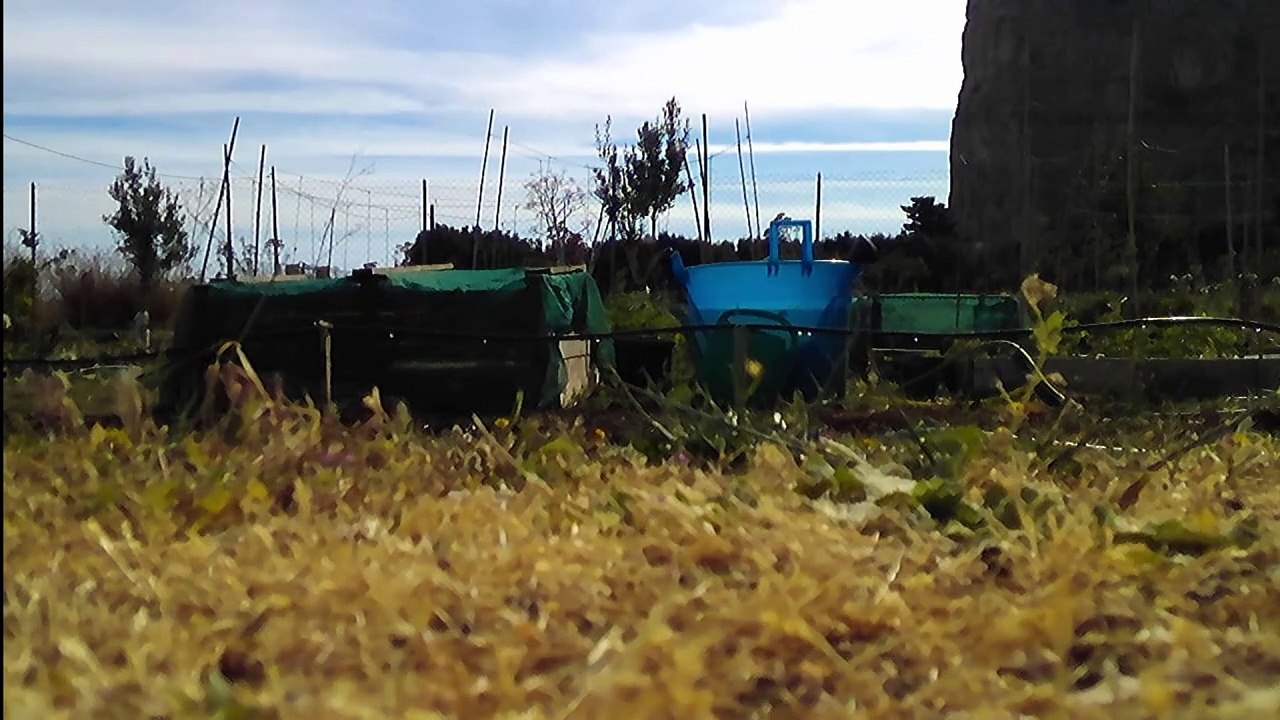 video orto 2024