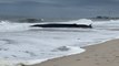 Shocking video shows 50-foot whale beached along shoreline