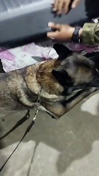 BPFron prende passageira de ônibus com 15,7 quilos de maconha, em Cruzeiro do Oeste