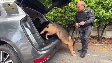 Trento, sequestrati 70 chili di droga