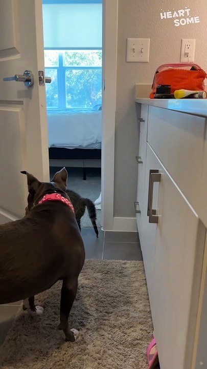Unlikely Besties! Dog & Kitten's Playful Antics Will Make You Laugh Out Loud!