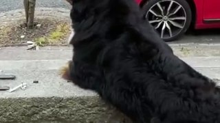 Tail Wags Galore! Bernese Mountain Dog's Dream Day