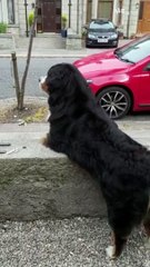 Tail Wags Galore! Bernese Mountain Dog's Dream Day