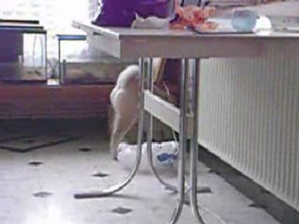 Ufo (Akita Inu) apprend à rapporter la balle-2004-01-10-02