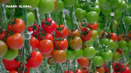 Jeotermal serada yetiştiriliyorlar, yurt dışına ihraç ediliyorlar