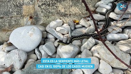 Download Video: Esta es la serpiente más letal casi en el 100% de los casos mueren