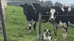 Buldog angielski pierwszy raz w życiu widzi krowy. Jego reakcja ubawiła 9 milionów osób (video)