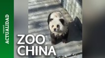El surrealista engaño de un zoo de china con las crías de oso panda