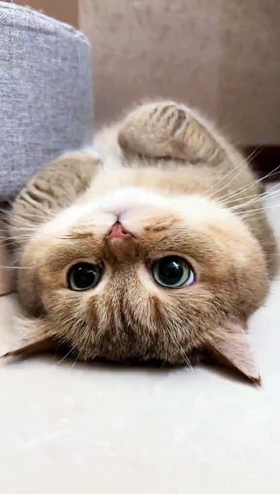 KUCING LUCU PART (7)