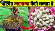 देखिए मखाना कैसे बनता है | Makhana Kaise Banta hai | Makhana Making Process | Makhana ki Kheti