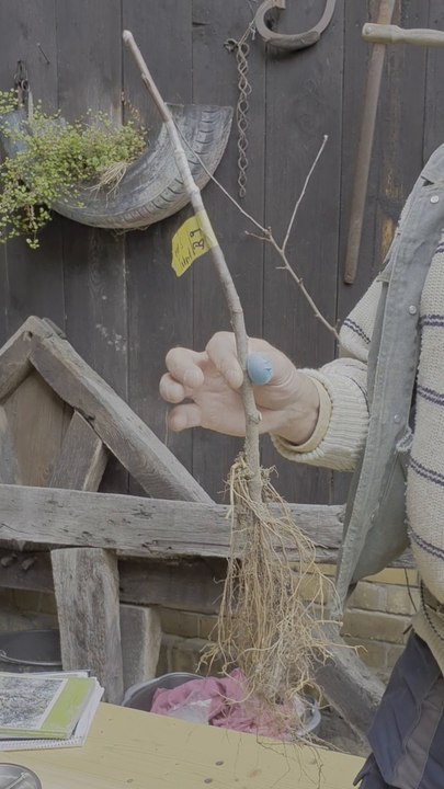 Veredelung eines Apfelbäumchens