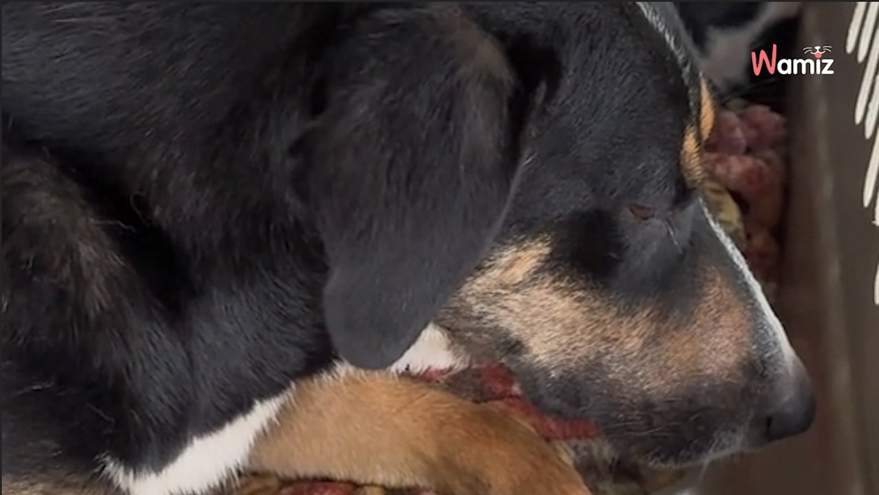 Elle roule en voiture et repère par hasard un grand fugitif recherché depuis 1 an (vidéo)