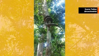 Video tallentaa vaikuttavan tavan, jolla jättimäinen pyton kiipeää puuhun