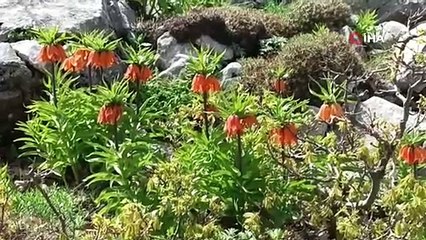 Bu çiçeği koparan yandı! 244 bin 115 lira idari para cezası kesiliyor