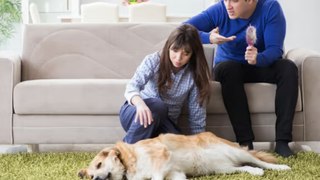 « Je ne sais pas si je dois le croire » : une femme refuse d'abandonner son chien pour son copain allergique