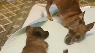Niepełnosprawny pies pomaga szczeniaczkowi stanąć na łapy. To video wzrusza do łez!