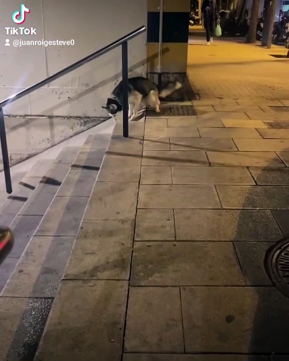 Videos de risa animales