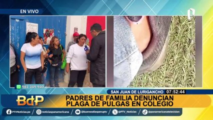 Padres de familia denuncian plaga de pulgas en colegio de SJL: exigen suspensión de clases