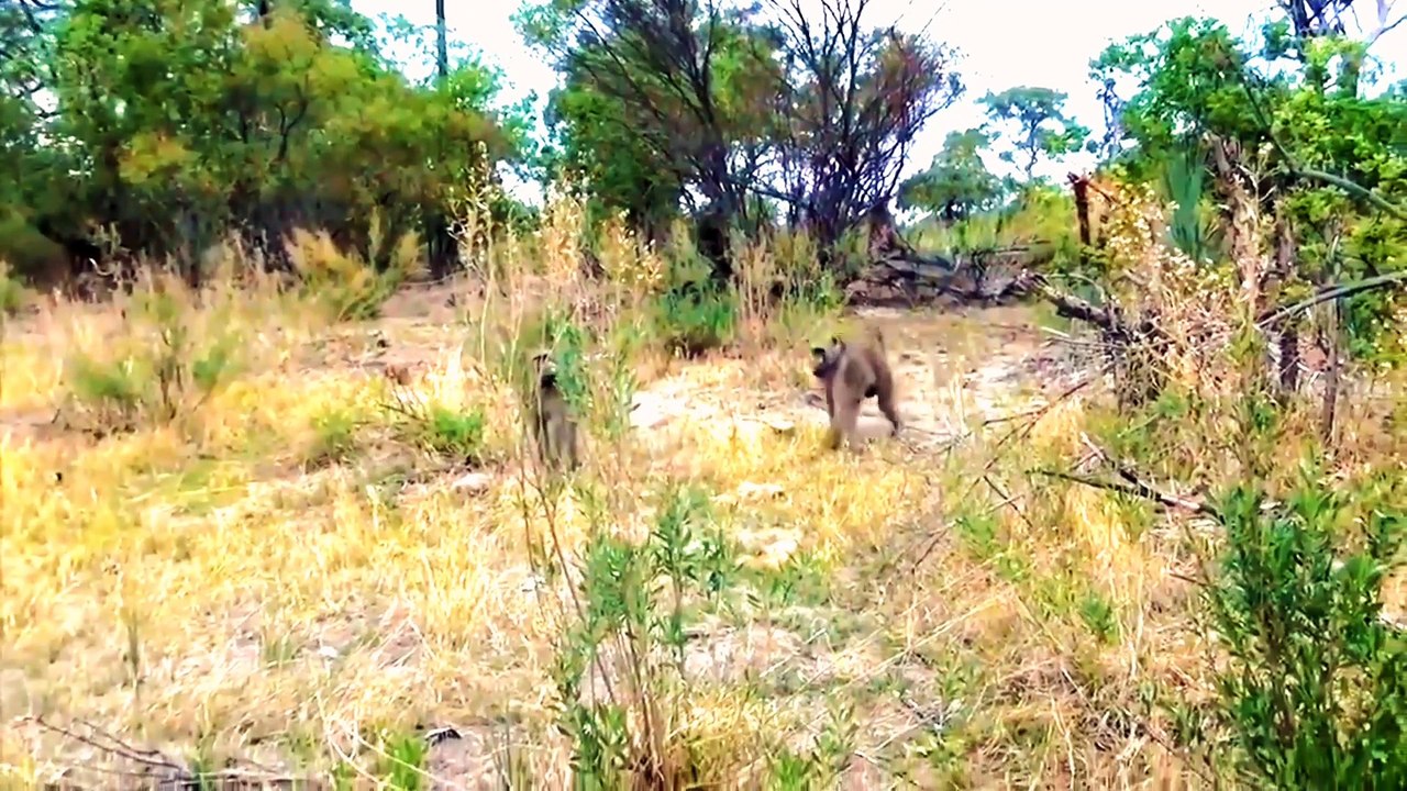 Monkey vs Lion